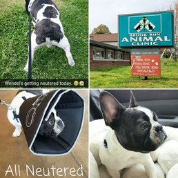 Someone got neutered today! #WendelTheFrenchie Someone got neutered today! #WendelTheFrenchie