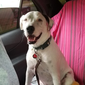 Denton Animal Hospital - Veterinarians Near Me - Denton, Texas Denton Animal Hospital - Veterinarians Near Me - Denton, Texas