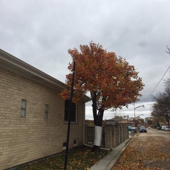 Brown Tree Service - Tree Services Near Me Brown Tree Service - Tree Services Near Me
