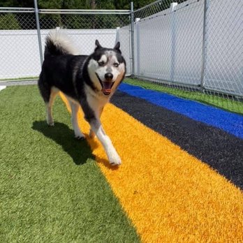 Buddies Boarding and Pet Sitting - My baby - Pet Groomers Near Me - Jacksonville, North Carolina Buddies Boarding and Pet Sitting - My baby - Pet Groomers Near Me - Jacksonville, North Carolina