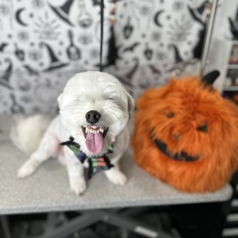 Wuf Holistic Mobile Dog Grooming - Pet Groomers Near Me Wuf Holistic Mobile Dog Grooming - Pet Groomers Near Me