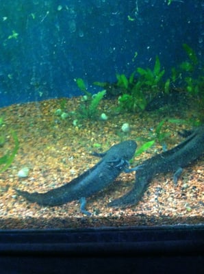 Preuss Pets by null