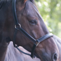 Photo of RavensView Ranch