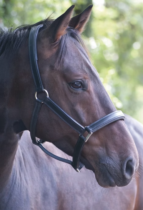 RavensView Ranch