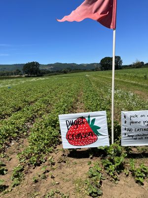 Douglas Farm on Sauvie Island, OR by null