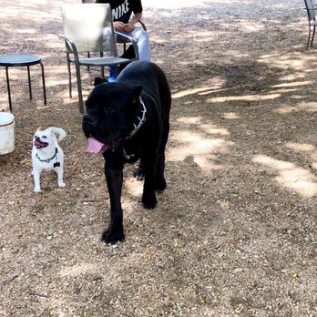 Central Dog Park - Happy Boys! - Dog Parks Near Me - Dallas, Texas Central Dog Park - Happy Boys! - Dog Parks Near Me - Dallas, Texas