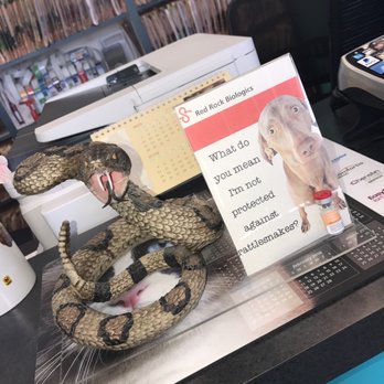 SeaCoast Veterinary Group - Rattlesnake season - Veterinarians Near Me - Imperial Beach, California SeaCoast Veterinary Group - Rattlesnake season - Veterinarians Near Me - Imperial Beach, California
