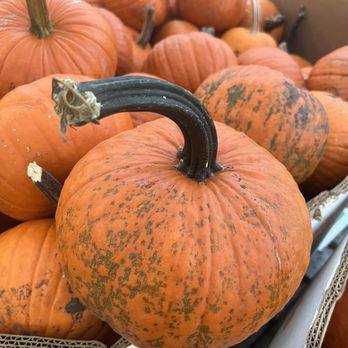 Weber's Farm - The chosen pumpkin - Bakeries Near Me - Parkville, Maryland Weber's Farm - The chosen pumpkin - Bakeries Near Me - Parkville, Maryland