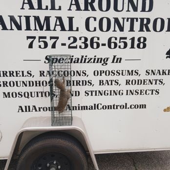 All Around Animal Control - Squirrel removed from a attic in Chesapeake Virginia - Pest Control Near Me All Around Animal Control - Squirrel removed from a attic in Chesapeake Virginia - Pest Control Near Me