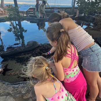 Maui Ocean Center - My girls looking at the starfish - Aquariums Near Me - Wailuku, Hawaii Maui Ocean Center - My girls looking at the starfish - Aquariums Near Me - Wailuku, Hawaii