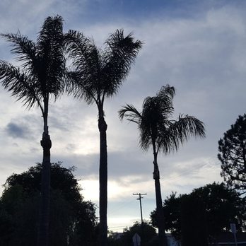 Sergios Tree Service - Palm Trees - Tree Services Near Me - Rancho Cucamonga, California Sergios Tree Service - Palm Trees - Tree Services Near Me - Rancho Cucamonga, California