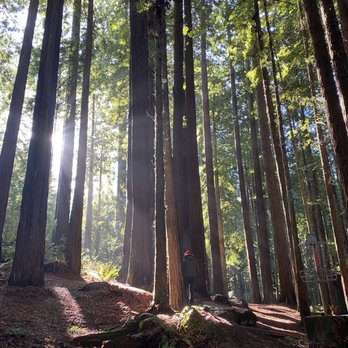Arcata Community Forest - Disc golf! - Parks Near Me Arcata Community Forest - Disc golf! - Parks Near Me