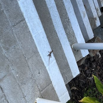 Club Wyndham Elysian Beach Resort - Young lizard - Resorts Near Me - St Thomas, Virgin Islands Club Wyndham Elysian Beach Resort - Young lizard - Resorts Near Me - St Thomas, Virgin Islands