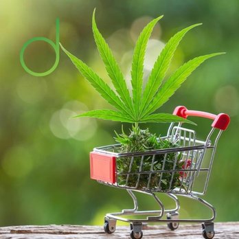 Cannabis Culture - Shop at website - Cannabis Dispensaries Near Me - Boston, Massachusetts Cannabis Culture - Shop at website - Cannabis Dispensaries Near Me - Boston, Massachusetts