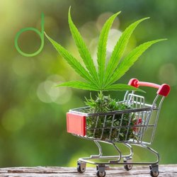 Cannabis Culture - Shop at website