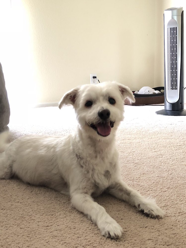 JJ’S MOBILE GROOMING 11 Photos & 20 Reviews Pet Groomers Peoria