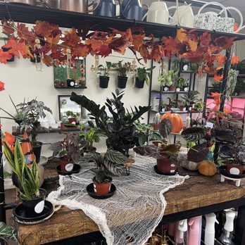 Leaf & Loam Houseplants - Nurseries & Gardening Near Me - Williamsville, New York Leaf & Loam Houseplants - Nurseries & Gardening Near Me - Williamsville, New York