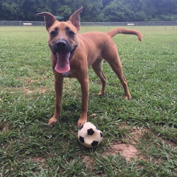 Dog Spot Dog Park - Dog Parks Near Me - Madison, Alabama Dog Spot Dog Park - Dog Parks Near Me - Madison, Alabama
