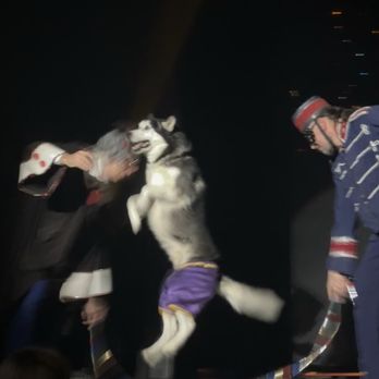 Popovich Comedy Pet Theater - Husky jump rope - Performing Arts Near Me - Las Vegas, Nevada Popovich Comedy Pet Theater - Husky jump rope - Performing Arts Near Me - Las Vegas, Nevada