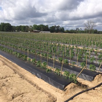 Liuzza Produce Farm - Tomato plants everywhere!! - Party & Event Planning Near Me - Independence, Louisiana Liuzza Produce Farm - Tomato plants everywhere!! - Party & Event Planning Near Me - Independence, Louisiana