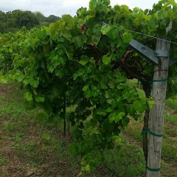 Tara Vineyard & Winery - New American Near Me - Athens, Texas Tara Vineyard & Winery - New American Near Me - Athens, Texas