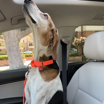 Dominant Dogs Training - Pet Training Near Me Dominant Dogs Training - Pet Training Near Me