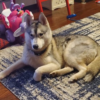 Service Dog Questions - Pet Training Near Me - Harrisville, Rhode Island