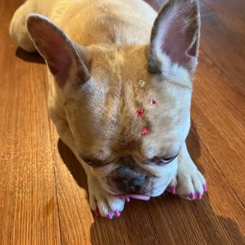 PuppyLux Mobile Spa - Pet Groomers Near Me PuppyLux Mobile Spa - Pet Groomers Near Me