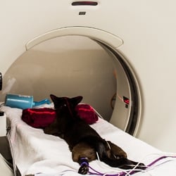 CARE - Centre for Animal Referral & Emergency - Felix the cat undergoing CT scan of his spine