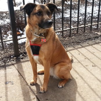 Wag The Tail, LLC - Dog Walkers Near Me - Chicago, Illinois Wag The Tail, LLC - Dog Walkers Near Me - Chicago, Illinois