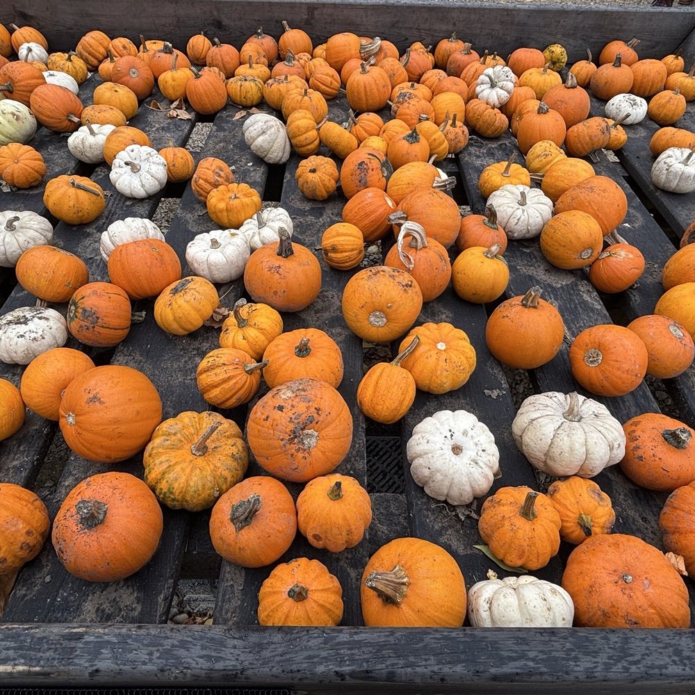 Treinen Farm Corn Maze and Pumpkin Patch - Attraction Farms Near Me - Lodi, Wisconsin Treinen Farm Corn Maze and Pumpkin Patch - Attraction Farms Near Me - Lodi, Wisconsin