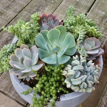 Tall Plants - Nurseries & Gardening Near Me - Houston, Texas