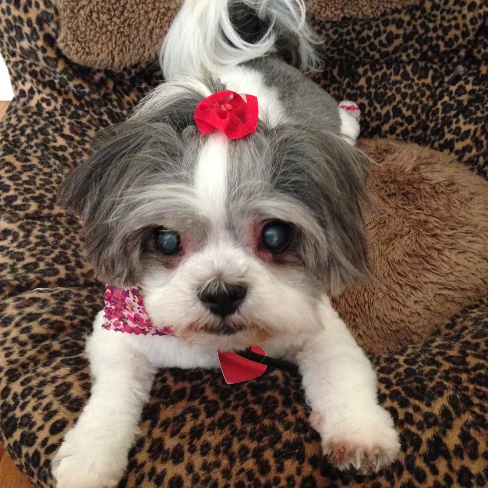 Vanity Fur - Pet Groomers Near Me - Milwaukee, Wisconsin Vanity Fur - Pet Groomers Near Me - Milwaukee, Wisconsin