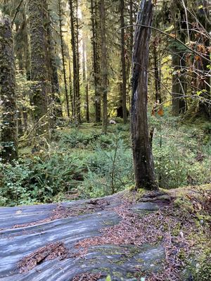 Hoh Rain Forest by null