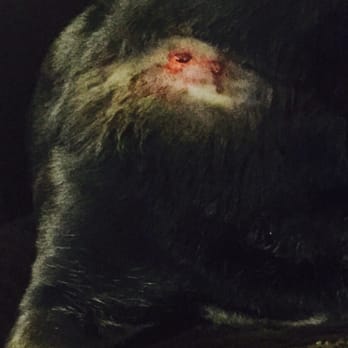 Curtis Hall Dog Park - This is what the aggressive dog to our dog. - Dog Parks Near Me - Wyncote, Pennsylvania