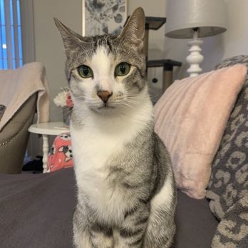 Lost Paws Animal Rescue - Falfol - Animal Shelters Near Me