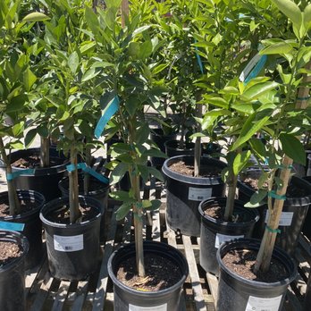 Golden Nursery - cara cara orange $99 - Nurseries & Gardening Near Me - San Mateo, California