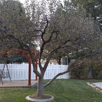 Landscape Visual Imaging - Apple Tree before Prunning - Landscape Architects or Designers Near Me - Ogden, Utah