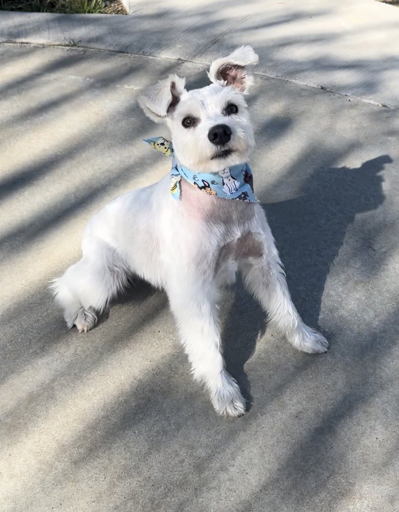 ROYALTY MOBILE GROOMING Updated September 2024 42 Photos & 17