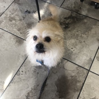Doggy Daze - All clean. Just a bath for him today. - Pet Groomers Near Me - Phoenix, Arizona