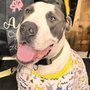 Photo of St Marks Dog Resort