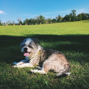 Governor’s Park - Dexter, our Bo-Shih. - Parks Near Me - Tallahassee, Florida Governor’s Park - Dexter, our Bo-Shih. - Parks Near Me - Tallahassee, Florida
