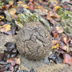 Natural Bridge State Park - This abnormality