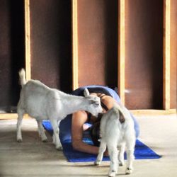 Goat Yoga Joy