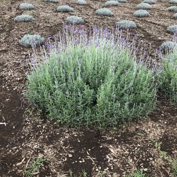 Ali'i Kula Lavender - Tours Near Me - Kula, Hawaii Ali'i Kula Lavender - Tours Near Me - Kula, Hawaii
