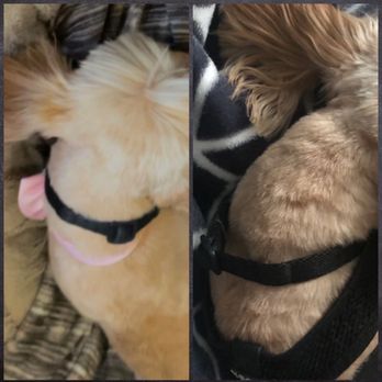 Chris Dog Grooming - Picture on the left is right after grooming. Picture on the right is after she got an anti inflammatory shot. - Pet Groomers Near Me - Los Angeles, California Chris Dog Grooming - Picture on the left is right after grooming. Picture on the right is after she got an anti inflammatory shot. - Pet Groomers Near Me - Los Angeles, California