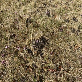 Cory's Lawn Service - Gash in lawn - Snow Removal Near Me - Reno, Nevada