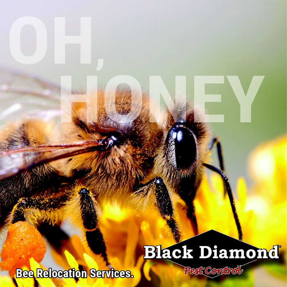 BLACK DIAMOND PEST CONTROL 10 Photos 320 Cutters Hill Ct, Lexington