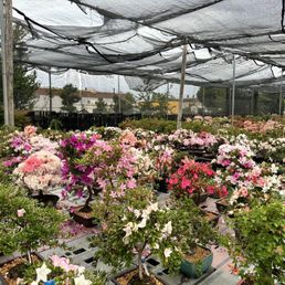 Almost missed the Azalea bloom at Maruyama's but caught the tail end!  Must visit during spring!!