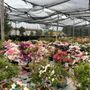 Photo of Maruyama Bonsai Nursery